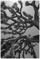 Branches of yucca palm (Yucca brevifolia). Joshua Tree National Park ( black and white)