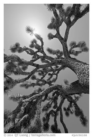 Palm tree yucca (Yucca brevifolia) and sun. Joshua Tree National Park (black and white)