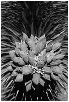 Close-up of Joshua tree seeds. Joshua Tree National Park ( black and white)