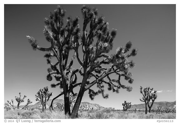 Multi-branched Joshua tree with seeds. Joshua Tree National Park (black and white)