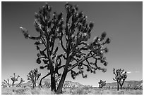 Multi-branched Joshua tree with seeds. Joshua Tree National Park ( black and white)