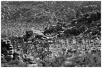 Joshua trees nestled amongst stacks of boulders. Joshua Tree National Park ( black and white)