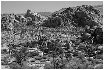 Joshua tree forest and piles of boulders. Joshua Tree National Park ( black and white)