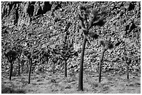 Palm tree yuccas and fractured cliff. Joshua Tree National Park ( black and white)