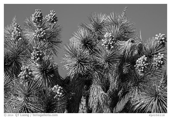 Top of Joshua tree with seeds. Joshua Tree National Park (black and white)