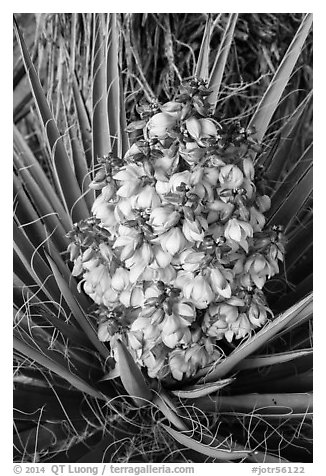 Close-up of yucca flower. Joshua Tree National Park (black and white)