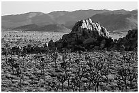 Joshua tree grove and rock outcrops in Hidden Valley. Joshua Tree National Park ( black and white)