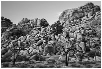 Joshua trees and tall rock outcrops. Joshua Tree National Park ( black and white)