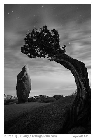 Boulder and juniper at night with moonset glow. Joshua Tree National Park (black and white)