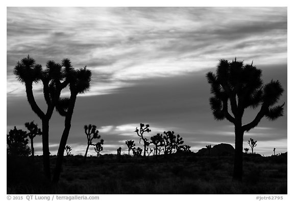 Joshua trees silhouettes at sunrise. Joshua Tree National Park (black and white)