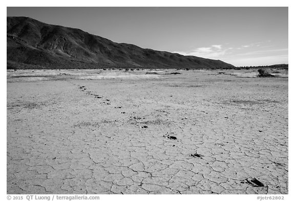 Playa with animal track, Pleasant Valley. Joshua Tree National Park (black and white)