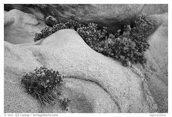 Close-up of flowers growing out of boulders. Joshua Tree National Park (black and white)