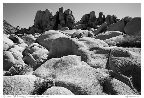 Flowers and boulders near Squaw Tank. Joshua Tree National Park (black and white)