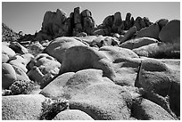Flowers and boulders near Squaw Tank. Joshua Tree National Park ( black and white)
