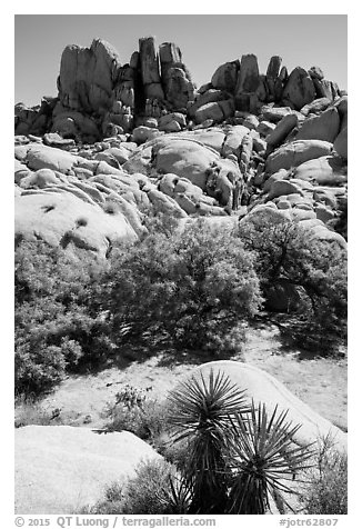 Vegetation in Squaw Tank. Joshua Tree National Park (black and white)