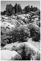 Vegetation in Squaw Tank. Joshua Tree National Park ( black and white)