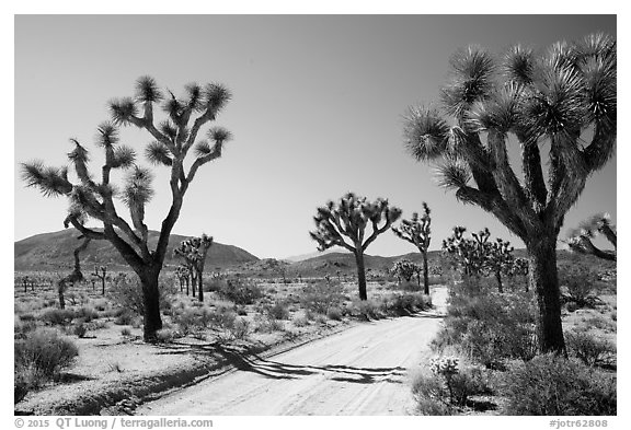 Queen Valley Road. Joshua Tree National Park (black and white)