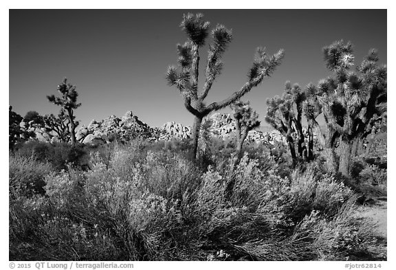 Shrubs, Joshua tree, and rocks near Wall Street Mill. Joshua Tree National Park (black and white)