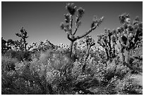 Shrubs, Joshua tree, and rocks near Wall Street Mill. Joshua Tree National Park ( black and white)