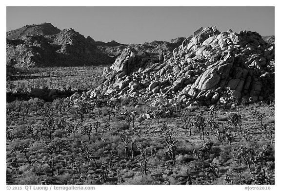 Joshua trees and rock outcrops from above. Joshua Tree National Park (black and white)