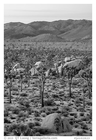 Joshua Trees and San Bernardino Mountains at dawn. Joshua Tree National Park (black and white)