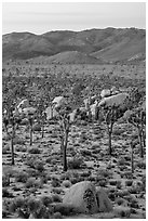 Joshua Trees and San Bernardino Mountains at dawn. Joshua Tree National Park ( black and white)