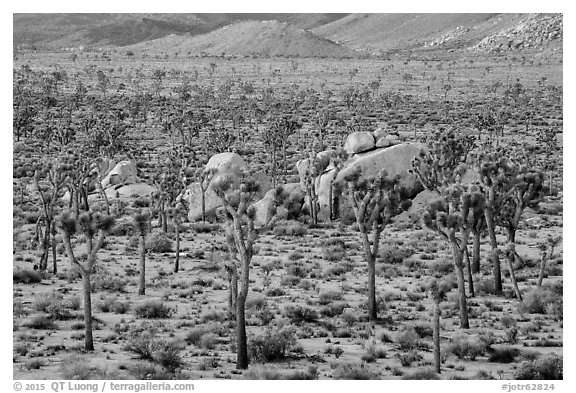 Joshua Trees and boulders from above at dawn. Joshua Tree National Park (black and white)