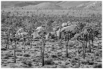 Joshua Trees and boulders from above at dawn. Joshua Tree National Park ( black and white)