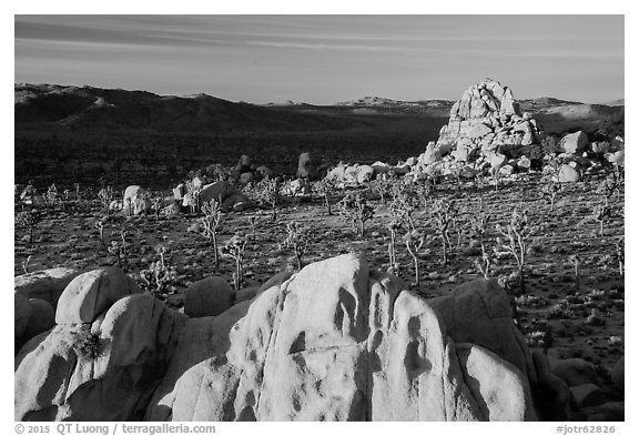 Joshua Trees and rocks at sunrise. Joshua Tree National Park (black and white)