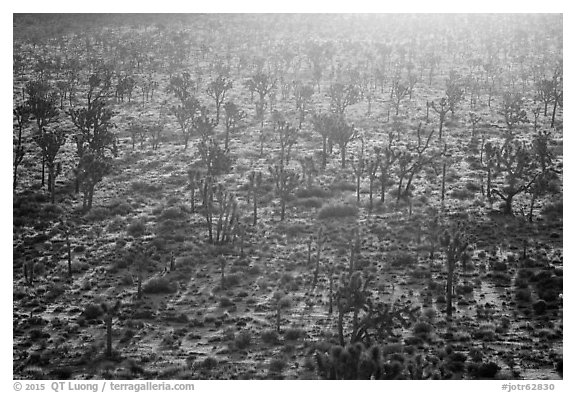 Backlit forest of Joshua Trees. Joshua Tree National Park (black and white)