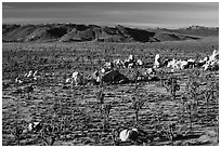 Mojave Desert landscape with Joshua Trees and boulders. Joshua Tree National Park ( black and white)