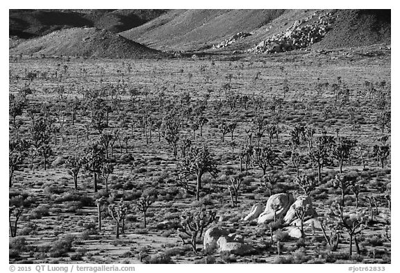 High desert landscape with Joshua Trees and boulders. Joshua Tree National Park (black and white)