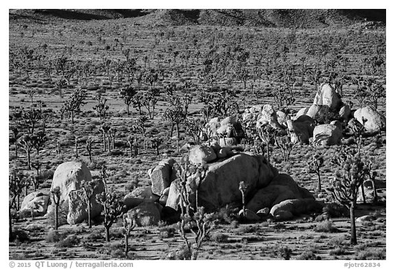 View from above of Joshua Trees and boulders. Joshua Tree National Park (black and white)