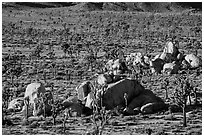 View from above of Joshua Trees and boulders. Joshua Tree National Park ( black and white)