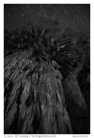Looking up fan palm trees at night, Cottonwood Spring Oasis. Joshua Tree National Park (black and white)