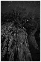 Looking up fan palm trees at night, Cottonwood Spring Oasis. Joshua Tree National Park ( black and white)