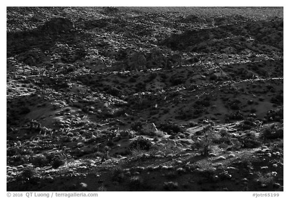 Desert ridges. Joshua Tree National Park (black and white)