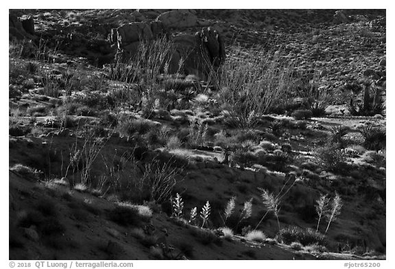 Ridges with desert vegetation. Joshua Tree National Park (black and white)