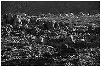 Clusters of boulders. Joshua Tree National Park ( black and white)