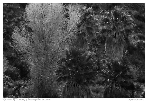 Cottonwood with autumn foliage and fan palm trees, Cottonwood Spring Oasis. Joshua Tree National Park (black and white)