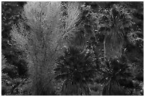 Cottonwood with autumn foliage and fan palm trees, Cottonwood Spring Oasis. Joshua Tree National Park ( black and white)