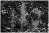 Cottonwoods with autumn leaves and palm trees, Cottonwood Spring Oasis. Joshua Tree National Park ( black and white)