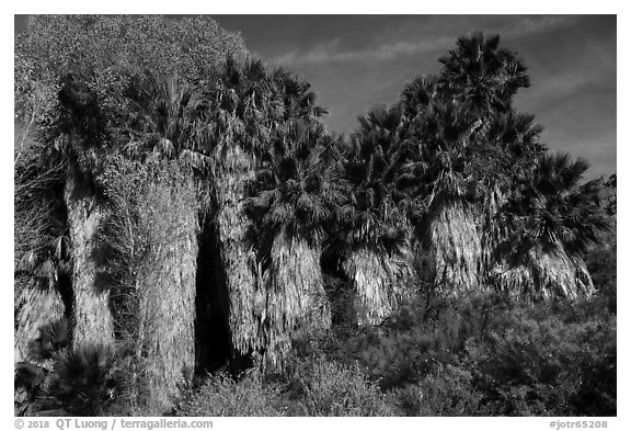 California Fan Palm trees, Cottonwood Spring Oasis. Joshua Tree National Park (black and white)
