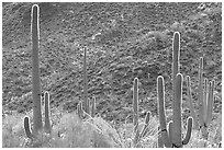 Saguaro cacti forest on hillside, West Unit. Saguaro National Park, Arizona, USA. (black and white)