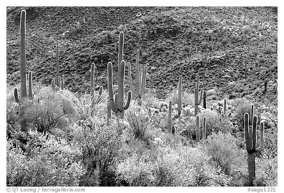 Saguaro cacti forest on hillside, Tucson Mountain District. Saguaro National Park (black and white)