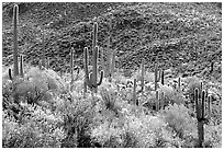 Saguaro cacti forest on hillside, West Unit. Saguaro National Park, Arizona, USA. (black and white)