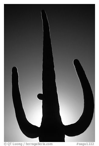 Backlit Saguaro cactus. Saguaro National Park, Arizona, USA.