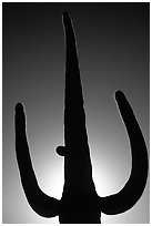 Backlit Saguaro cactus. Saguaro National Park, Arizona, USA. (black and white)