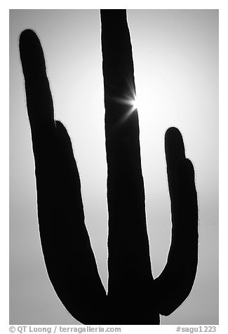 Backlit Saguaro cactus. Saguaro National Park, Arizona, USA.