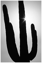 Backlit Saguaro cactus. Saguaro National Park, Arizona, USA. (black and white)